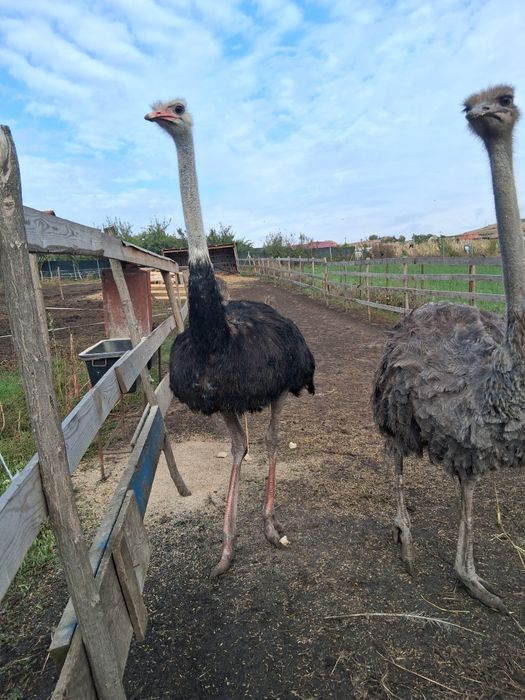 Vand struti maturi sau schimb