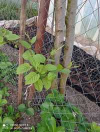 Kiwi Aktinidia Arguta Jenny