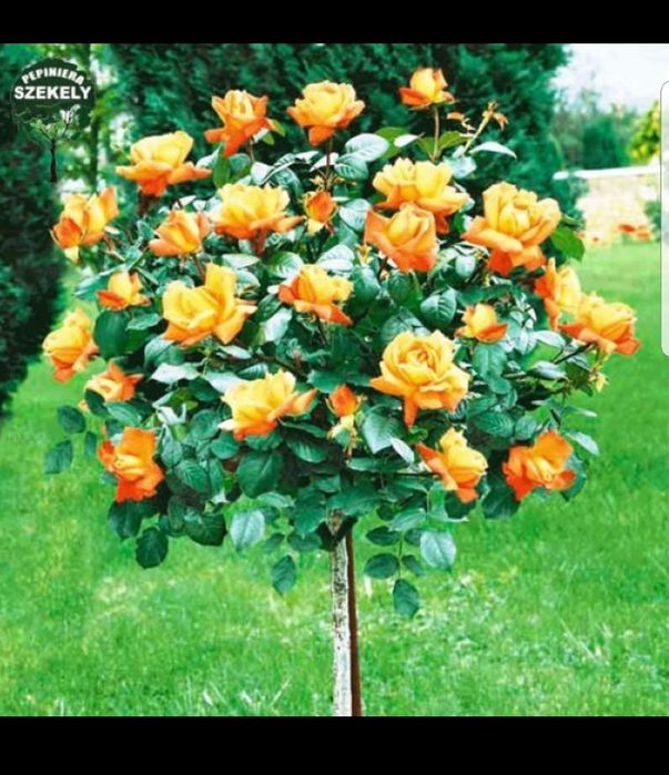 Tarandafiri de tip pom , si trio multe culori