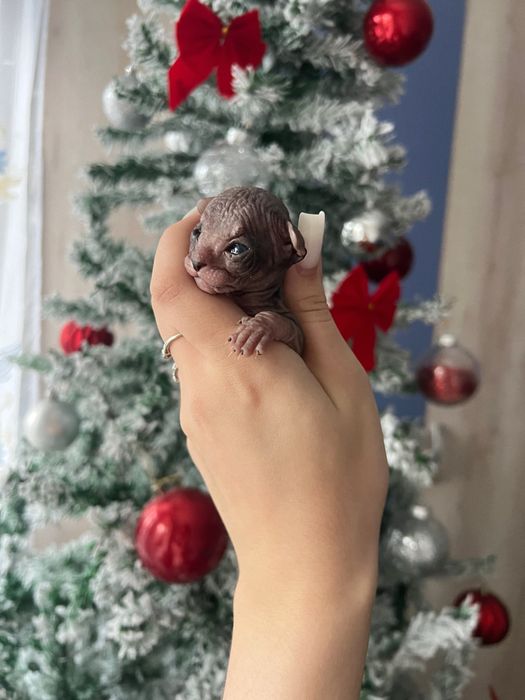 Котенок сфинкса бронь