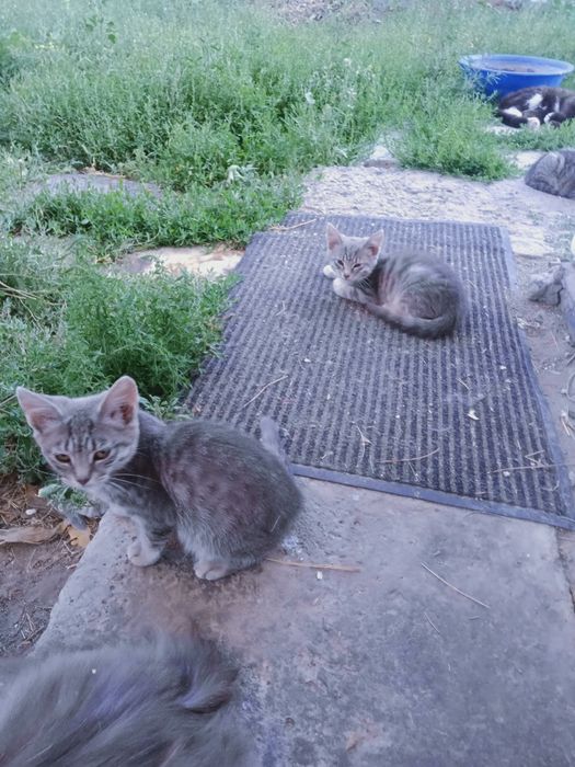 Отдам котят в хорошие руки