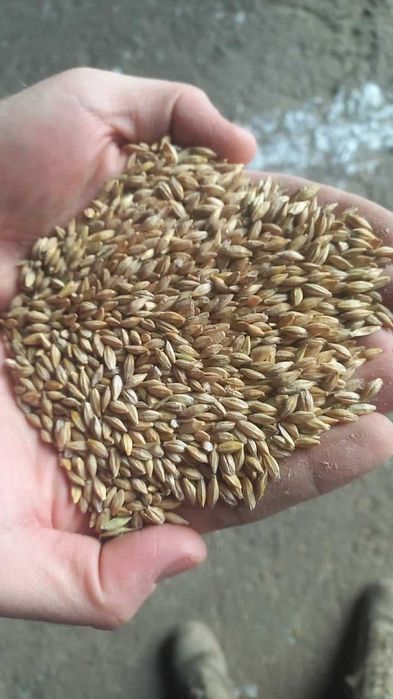 Ячмень в продаже