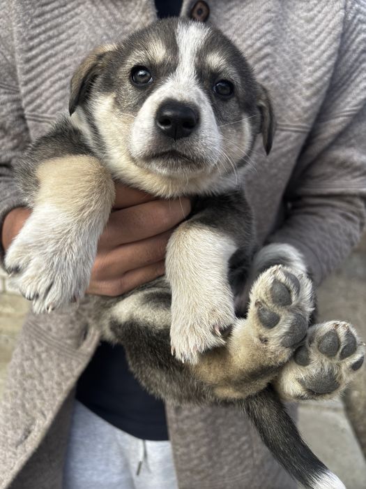 Отдам щенков девочек