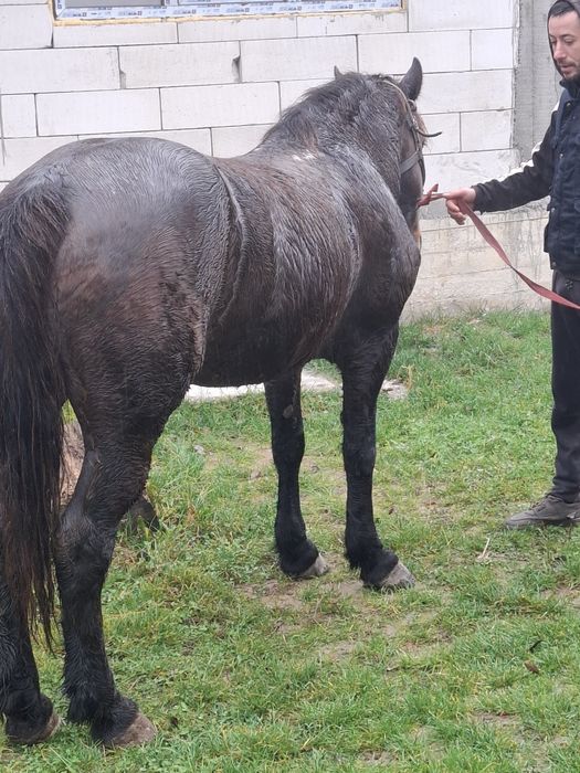 De vânzare iapa bună