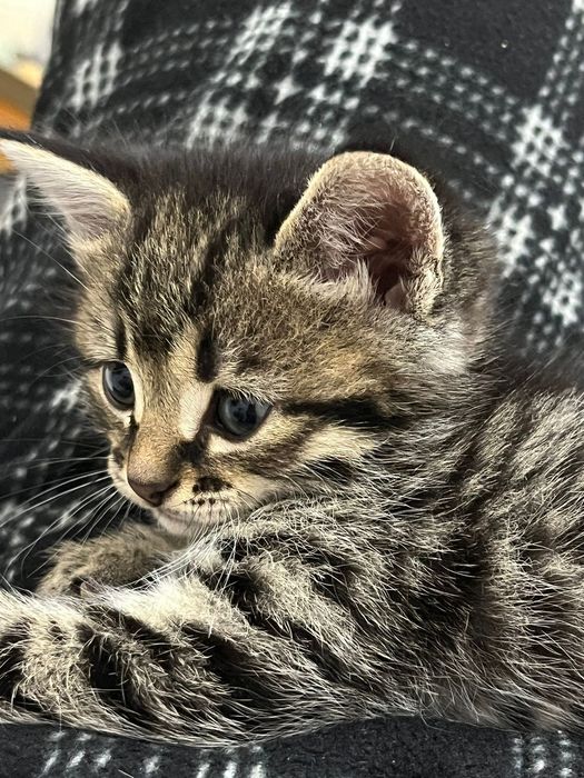 Котенки в добрые руки