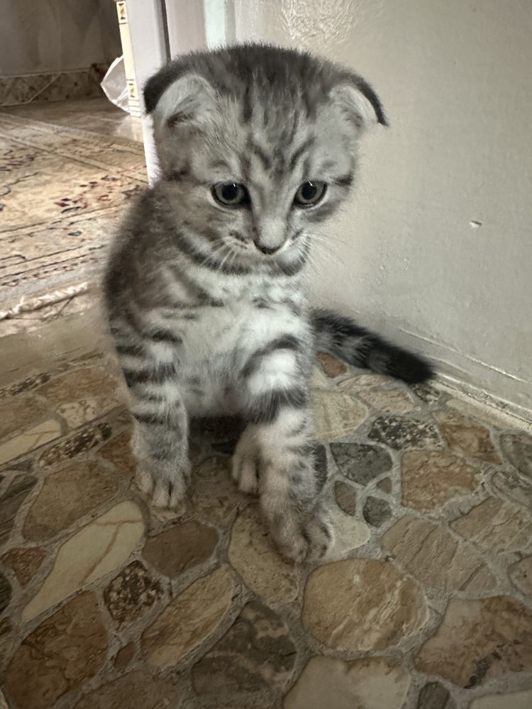 Шотланский вислоухо