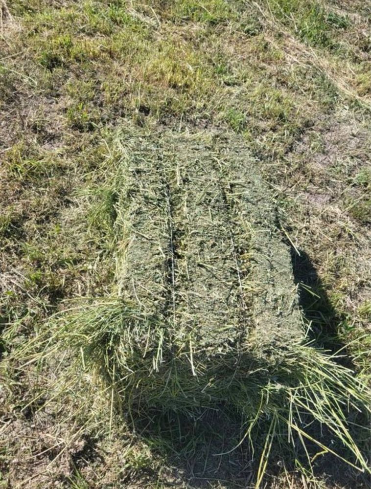 Жоңышқа 2ши шабыс