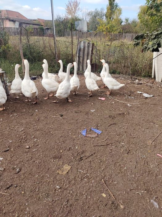 Vand gâște și boboci de gâște.