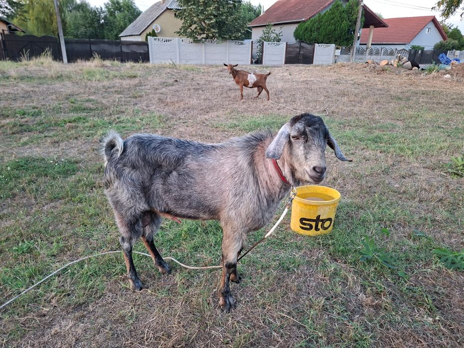 Țap de vânzare..