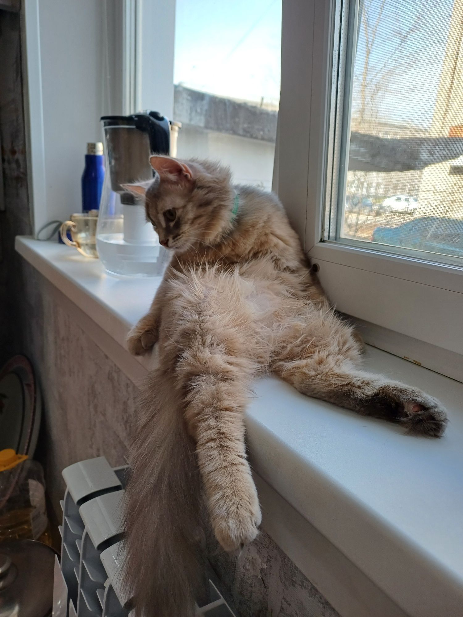Отдадим кошку с латком срочно