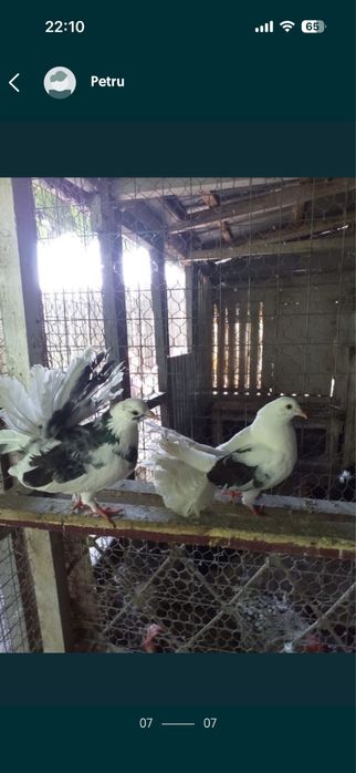 Matase japoneza/rate+1 ratoi/Porumbei frumusete 120 ron/perechea