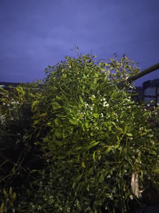 Vâsc de vânzare buchete/grămadă