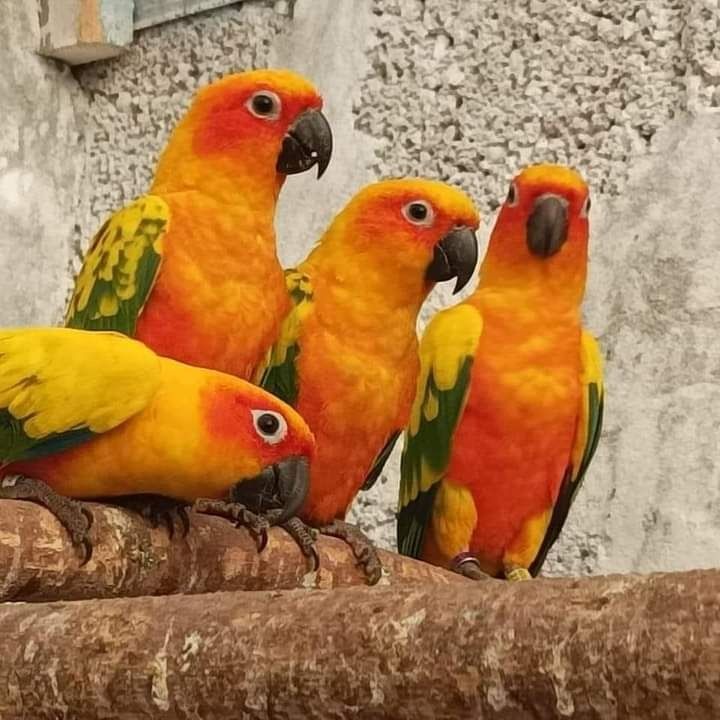 Perechi tinere Aratinga conures