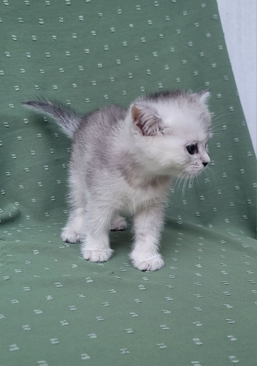 Продаются котята породы "Шиншилла"