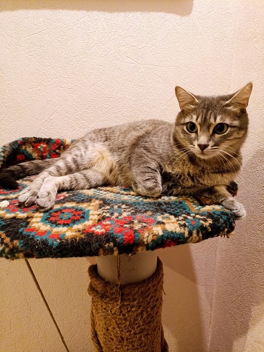 Отдам кошечку в хорошие руки!