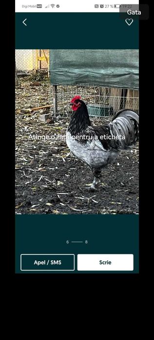Familie gaini australorp