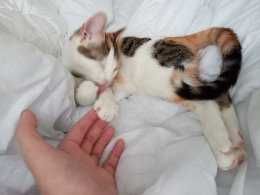 Нова Година БЕЗ СТРЕС от Пиратки Гледане на Кучета и Котки Къща с Двор