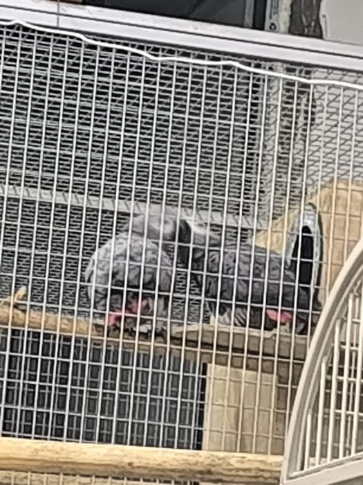 Жако пара ишлаган  сотилади