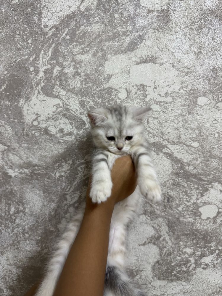 Котенок Серибристая Шиншилла девочка 2 месяца