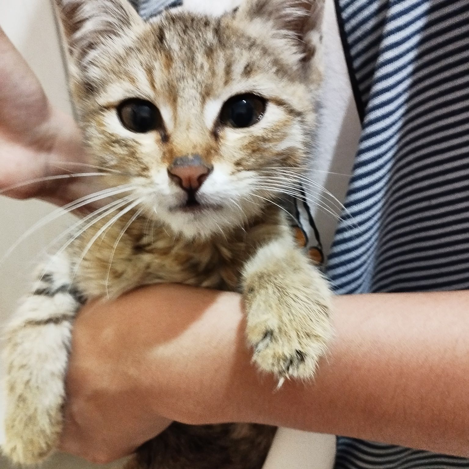 Кошка ищет любишую семью мальчик
