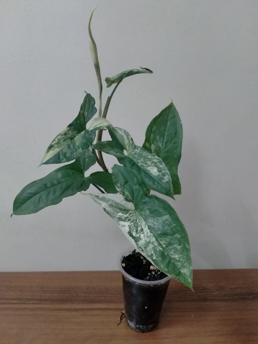 Продам сингониум Империал Вайт