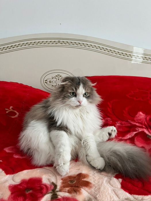 Отдам кота ,породистый ,в хорошие ,добрый,чисто плотным,ответственным!