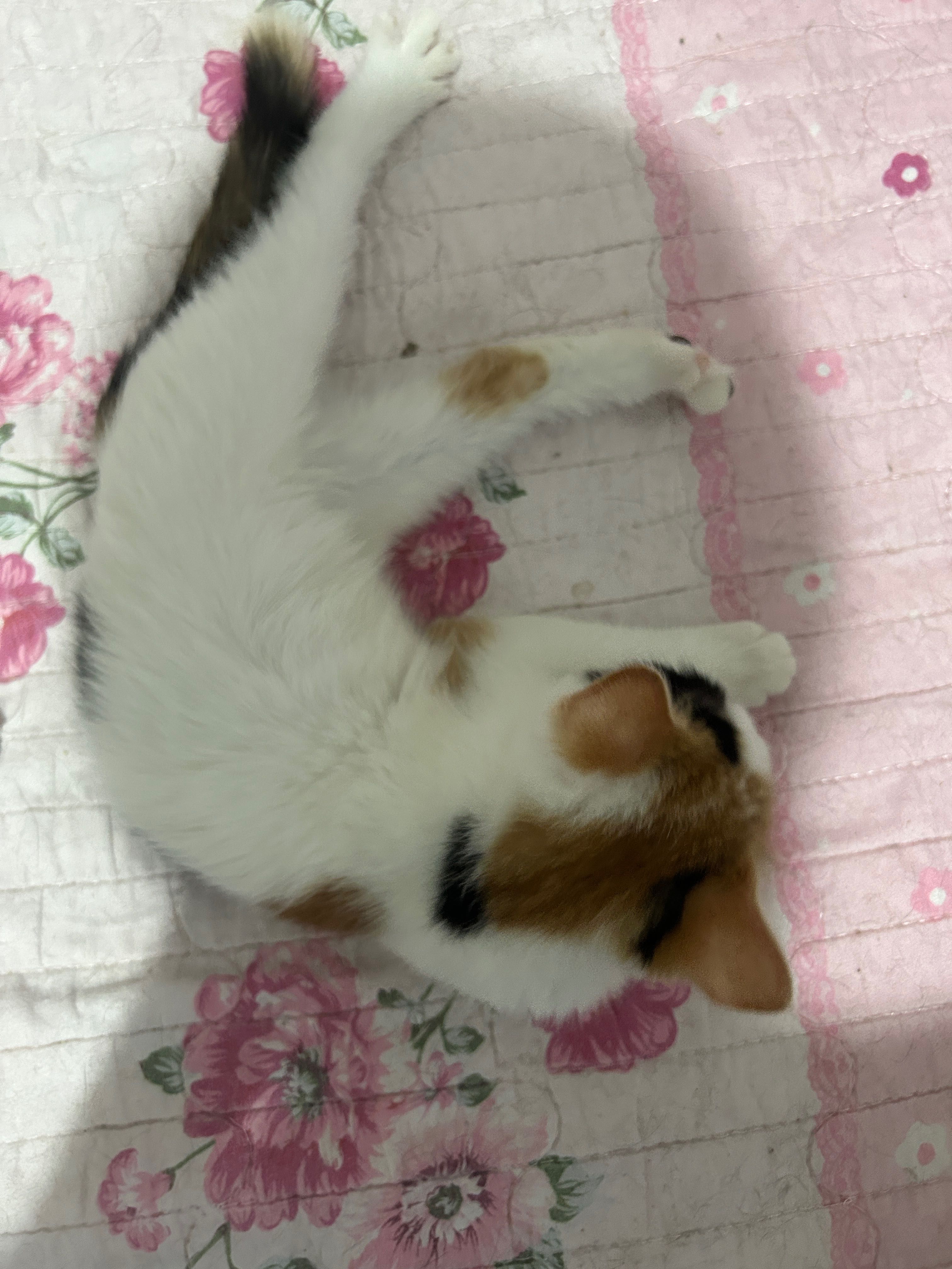 Отдаю котенка в добрые руки !