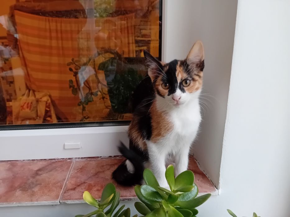 Adoptie pisicuțe Ploiești
