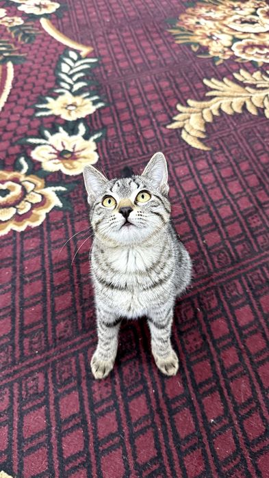 Котенок. Мушукча