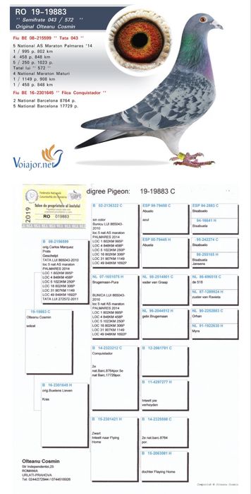 Porumbei fond maraton si Columbodrom
