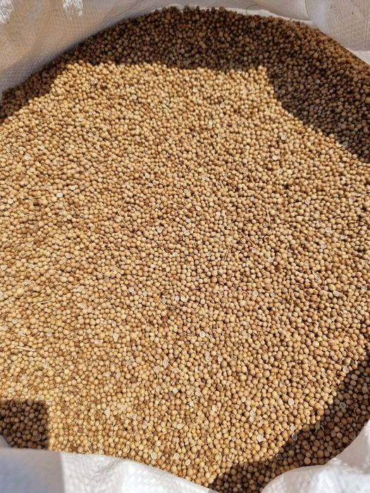 Продавам заготвен кориандър и семена