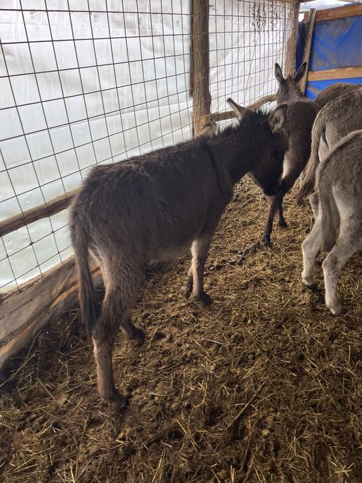 Vand magarite,mânze tinere