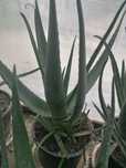Vand aloe vera medicinala Barbadesis Miller