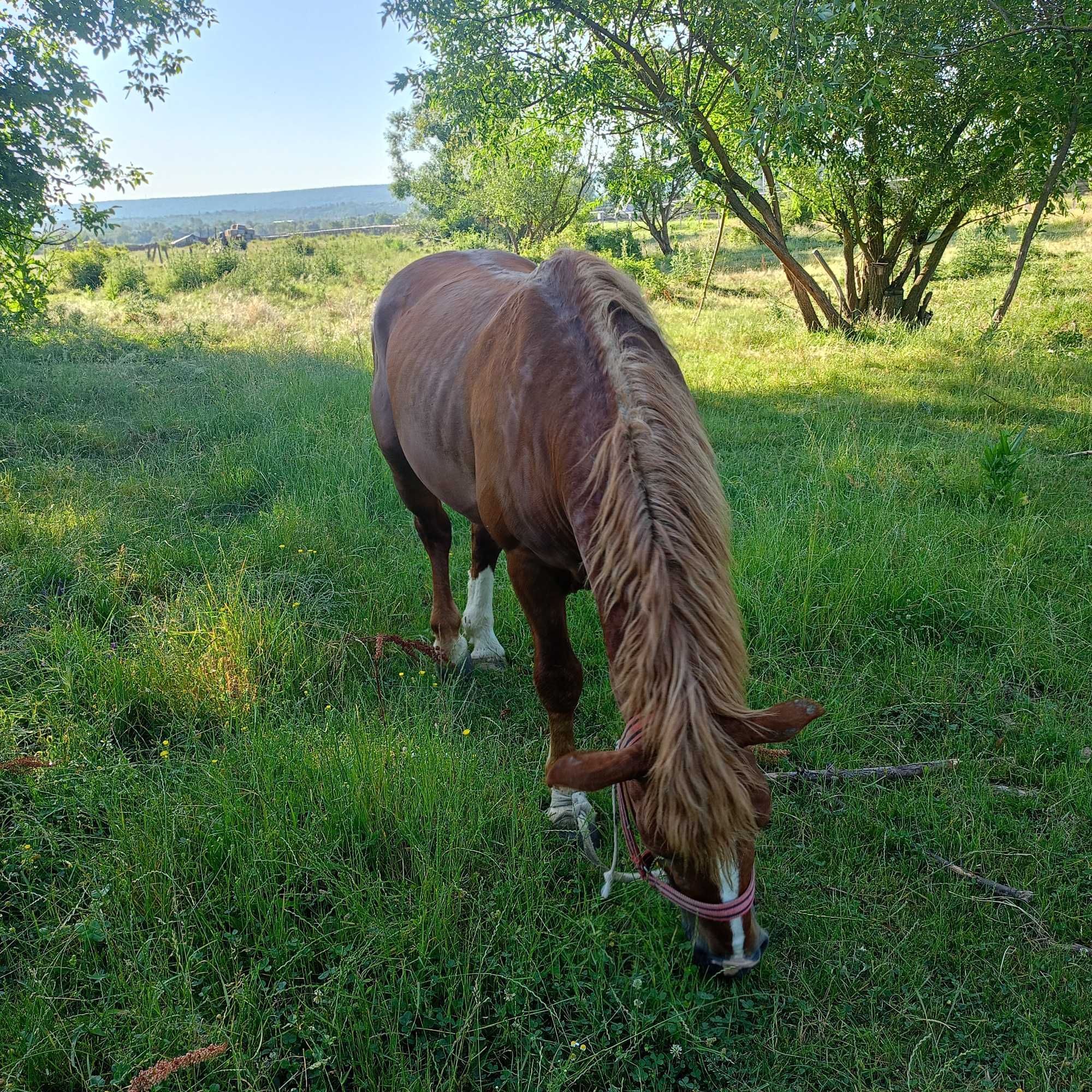 Vând catâreață varsă de 10 ani