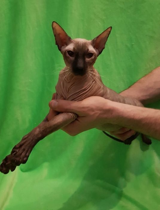 Шикарный котик петерболд в любимцы