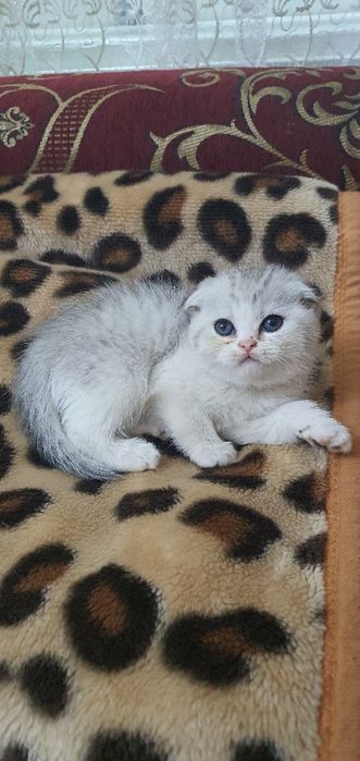 Skotish fold shinshila