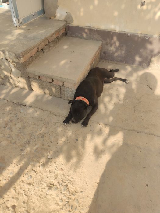 Пит булл сотлади