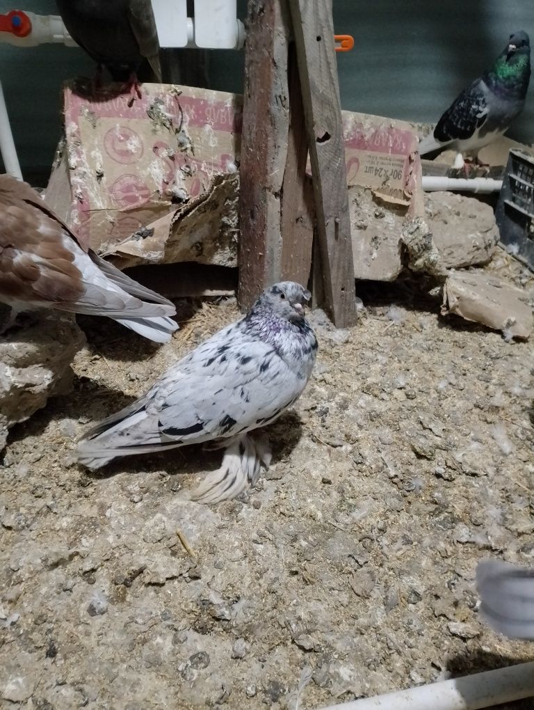 kabutar sotiladi  jolkar nosojubi