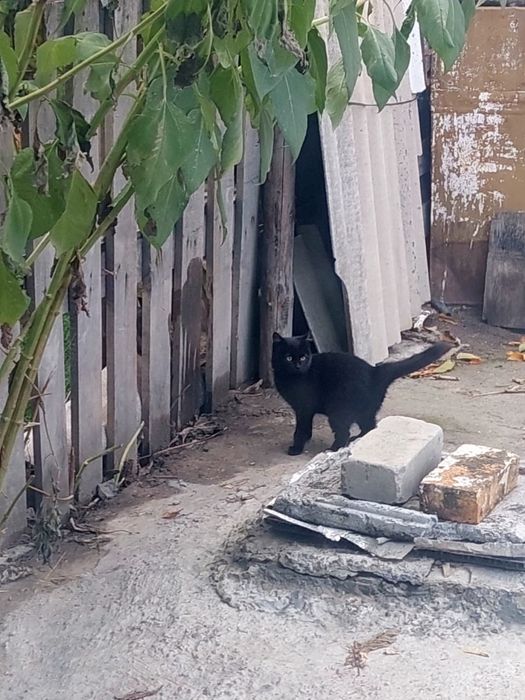 Котенок чисто черный девочка 2 месяца