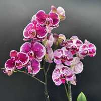 Орхидеи  с 1м и 2мя  цветоносами