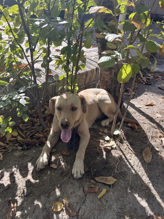 Лабрадор ретривер 4 месяца девочка