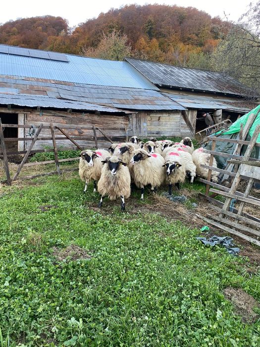De vânzare oi turcane