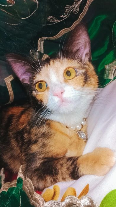 Красавица кошка Хэппи
