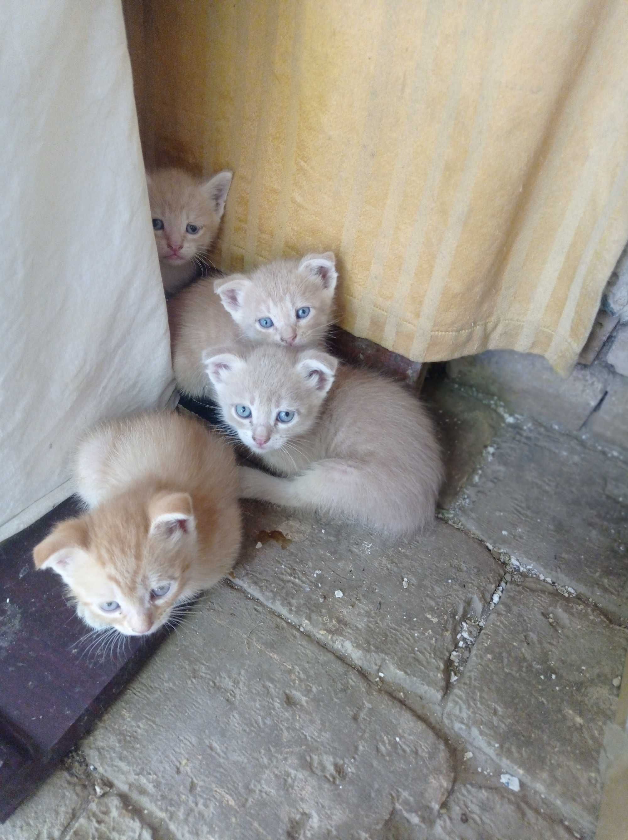 Кошки скотч фолд и страйд