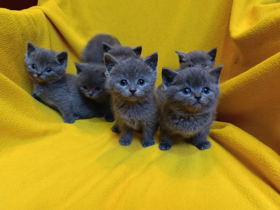 Котета порода Руска синя котка