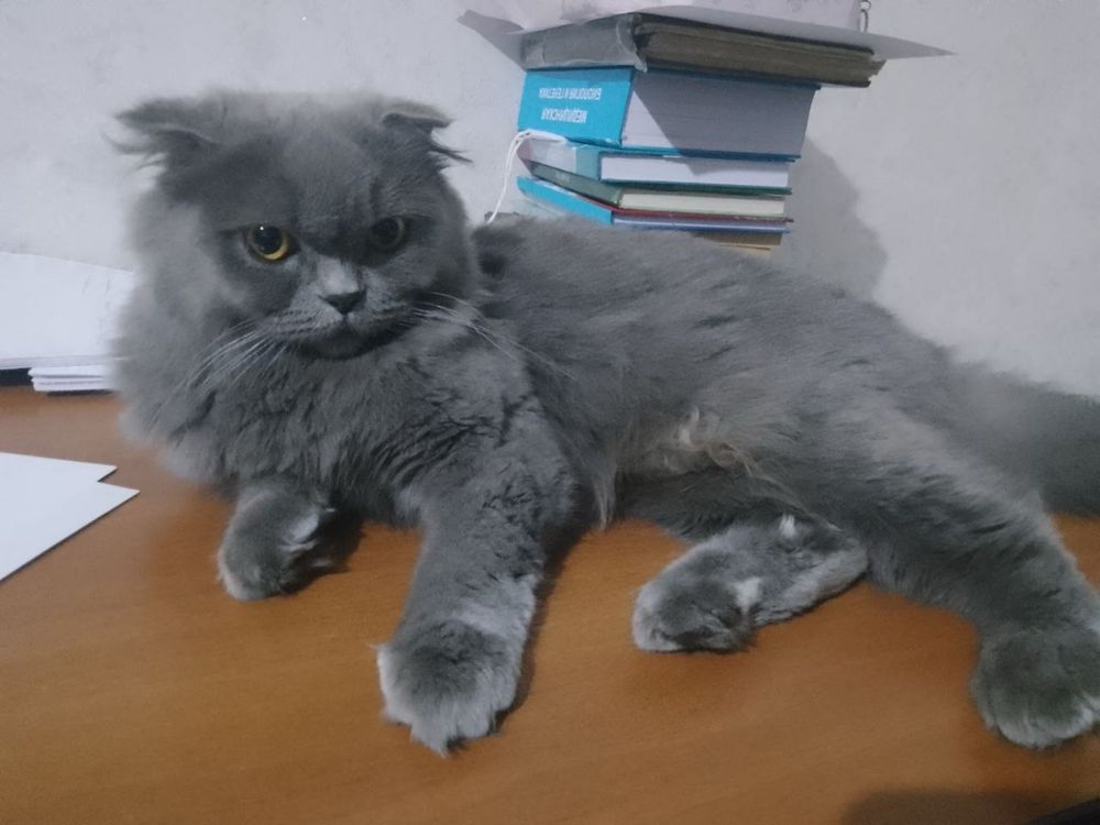 Шотландские вислоухие кошки