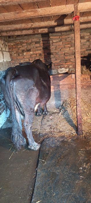 Vaci tinere de vânzare 8500 buc