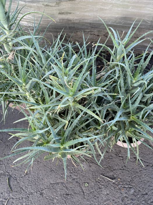 Алоэ арзон микдорда