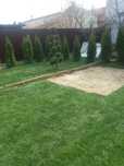 Plante decorative pt curte și gradina