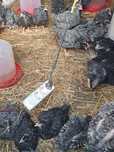 Agro si industrie >Animale domestice si pasari